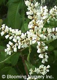 Persicaria affine